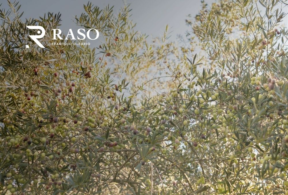 Frantoio Raso, oltre 50 anni di passione familiare