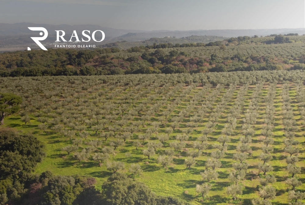 La Cultivar Carolea, Cuore dell’Olio Extravergine di Frantoio Raso