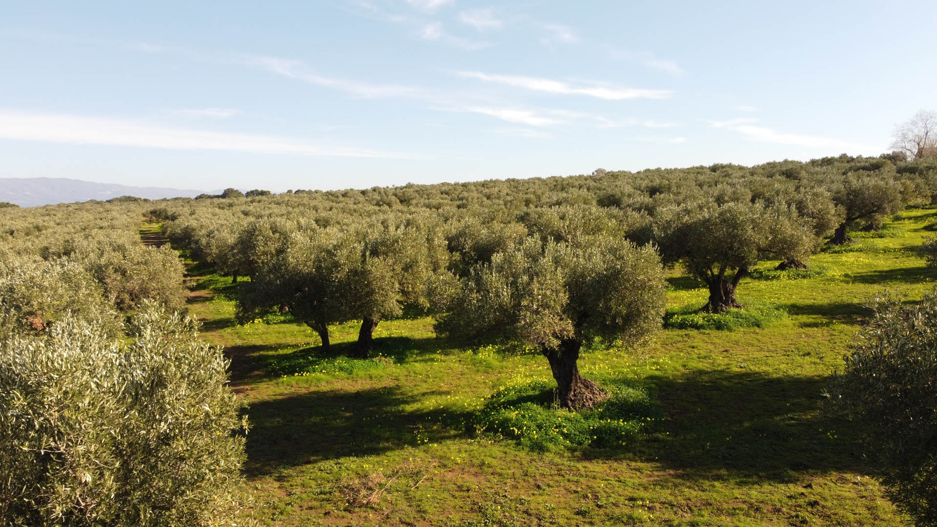 Frantoio Raso oliveti 2