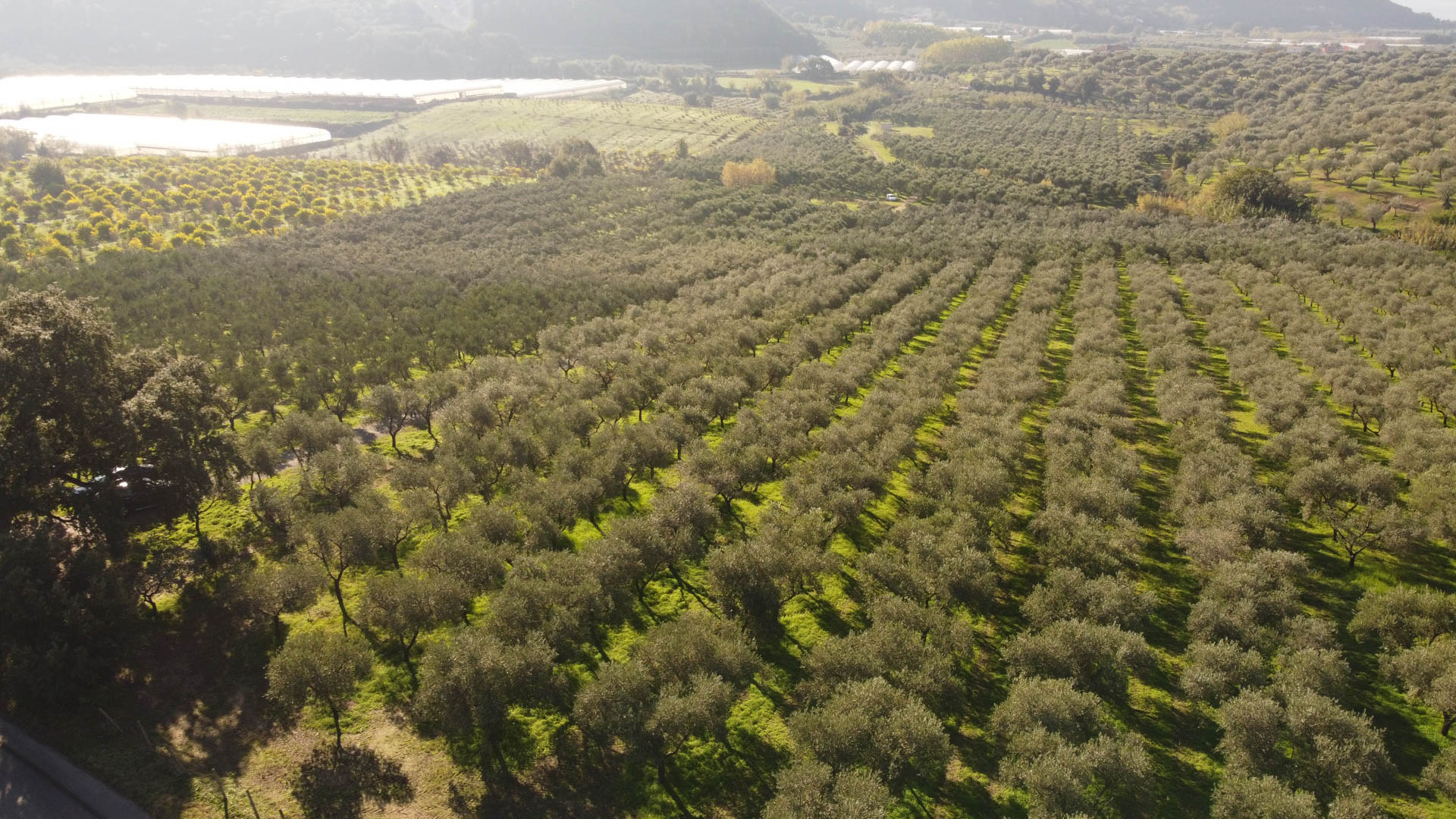 Frantoio Raso oliveti 3